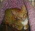 Click image for larger version. 

Name:	3 ganer kitties (3).JPG 
Views:	71 
Size:	10.8 KB 
ID:	36869
