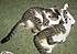 Click image for larger version. 

Name:	2 kittens playing (1).JPG 
Views:	48 
Size:	688.5 KB 
ID:	36878