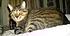 Click image for larger version. 

Name:	basement cat.JPG 
Views:	45 
Size:	678.6 KB 
ID:	36888