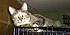 Click image for larger version. 

Name:	basement cats (2).JPG 
Views:	42 
Size:	580.9 KB 
ID:	36889