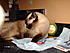 Click image for larger version. 

Name:	Coco Puff on his favorite bed.JPG 
Views:	76 
Size:	578.8 KB 
ID:	37766