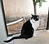 Click image for larger version. 

Name:	Karen's Cats 130-cropped.jpg 
Views:	53 
Size:	91.3 KB 
ID:	38309