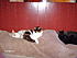Click image for larger version. 

Name:	Worthless cats.JPG 
Views:	91 
Size:	844.6 KB 
ID:	38445