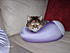 Click image for larger version. 

Name:	Pidge trying out the new pillow.JPG 
Views:	100 
Size:	71.5 KB 
ID:	40569