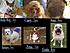 Click image for larger version. 

Name:	My dogs.jpg 
Views:	350 
Size:	179.6 KB 
ID:	41099