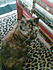 Click image for larger version. 

Name:	gypsy on leopard rug.jpg 
Views:	419 
Size:	92.4 KB 
ID:	41207