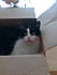 Click image for larger version. 

Name:	whiskers in a box.jpg 
Views:	38 
Size:	53.8 KB 
ID:	42281