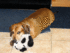 Click image for larger version. 

Name:	It's-MY-dog.gif 
Views:	47 
Size:	1.69 MB 
ID:	43858