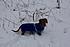 Click image for larger version. 

Name:	Henry snow dog2.jpg 
Views:	104 
Size:	451.6 KB 
ID:	44692