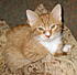 Click image for larger version. 

Name:	K & L's Cats & Ziggy Stardust In CA-Aug.2006 012-cropped&resized.jpg 
Views:	55 
Size:	143.9 KB 
ID:	45197