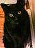 Click image for larger version. 

Name:	A black cat in October.  Real original..JPG 
Views:	139 
Size:	1.99 MB 
ID:	45486