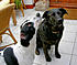 Click image for larger version. 

Name:	Macy and Bonzo.jpg 
Views:	63 
Size:	208.9 KB 
ID:	45547
