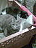 Click image for larger version. 

Name:	dust bunny and whiskers in new home.jpg 
Views:	60 
Size:	82.4 KB 
ID:	45923