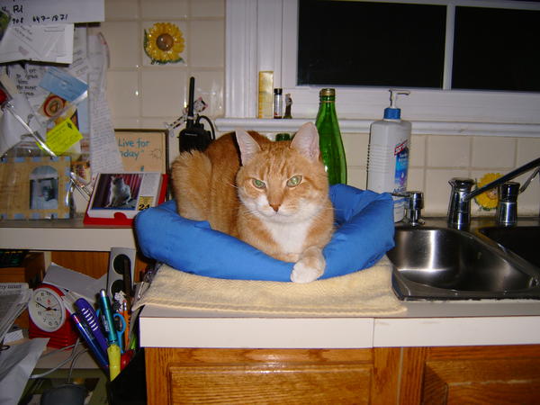 Ralph Syracuse on Miss Kim's cat bed