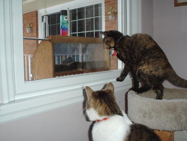 Hayley and Riley birdwatching