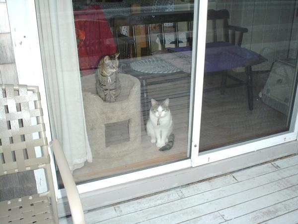 Molly and Riley on Cape Cod