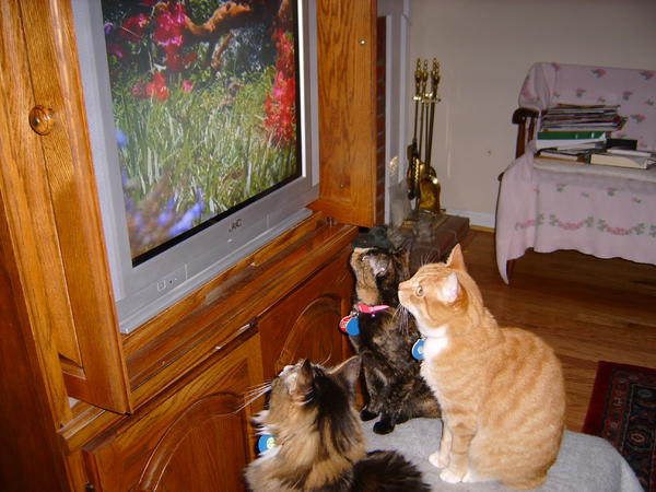 TV Watchers
