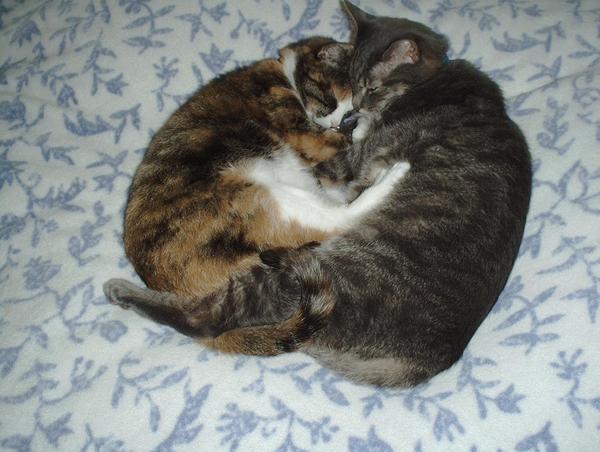 Miss BooBoo Kitty(RB)and Spunky(RB)