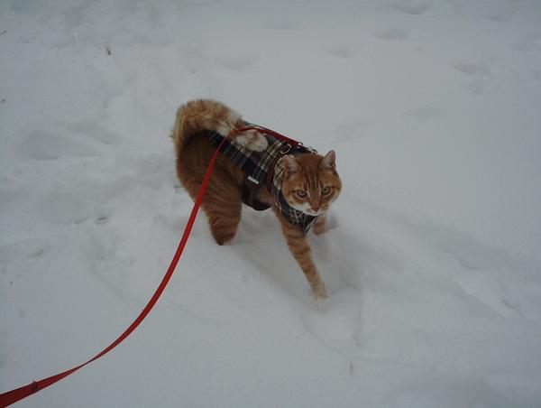 Ralph(RB) loved the snow!!!