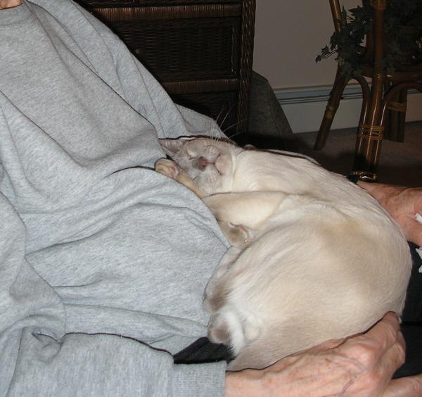 Shiney in mom's lap