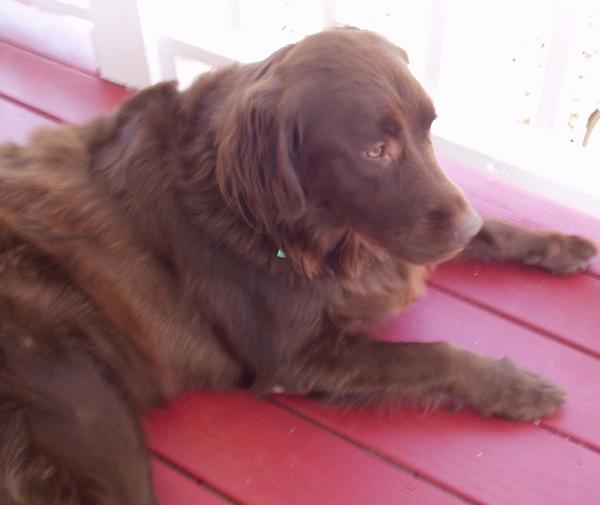 koko on our front porch this Christmas  3.5 years