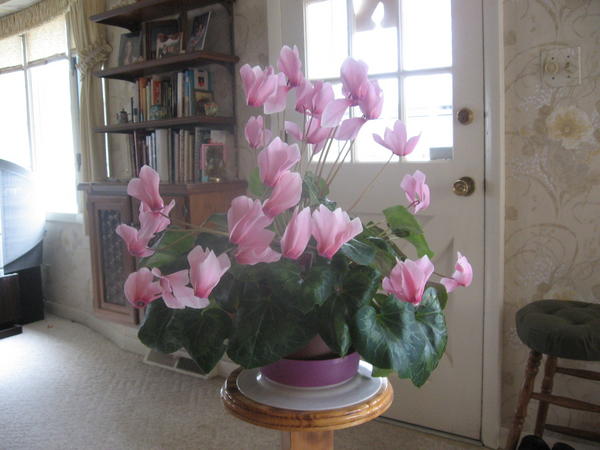 3/8/09: My dad has this cyclamen plant.  After being green with no flowers for months, it had a bunch of buds on it and has bloomed beautifully.  He took pictures of it yesterday and this one turned out great, so I thought I'd put it in my album.  I didn't inherit his green thumb!