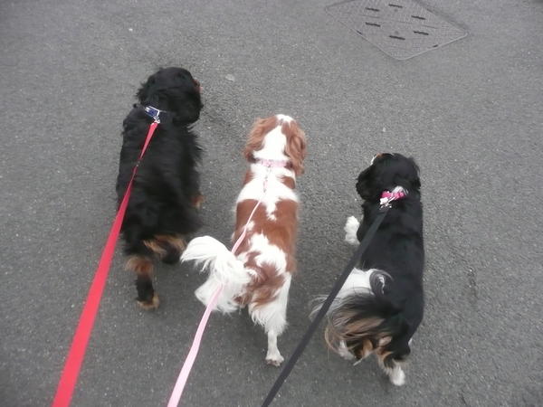 Buddy,Emily and Roxy out on a walk