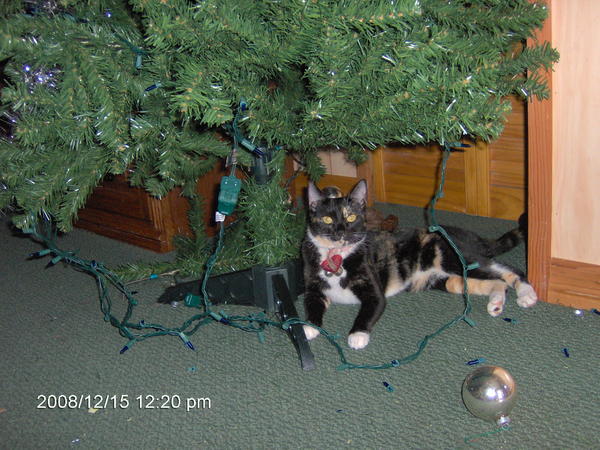 Sadie Lady aka The Baby Brat... single pawedly took down the Christmas Tree of 2008 in THREE days!  And she is PROUD of it too!
