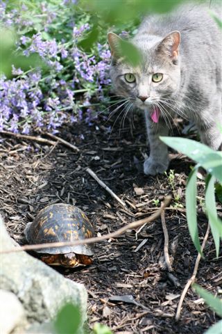 Pinot meets Otis the turtle!
