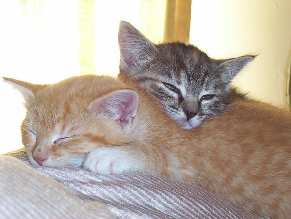 Chicken Nugget (orange female) & Freddy (brown tabby female) - foster kittens :)