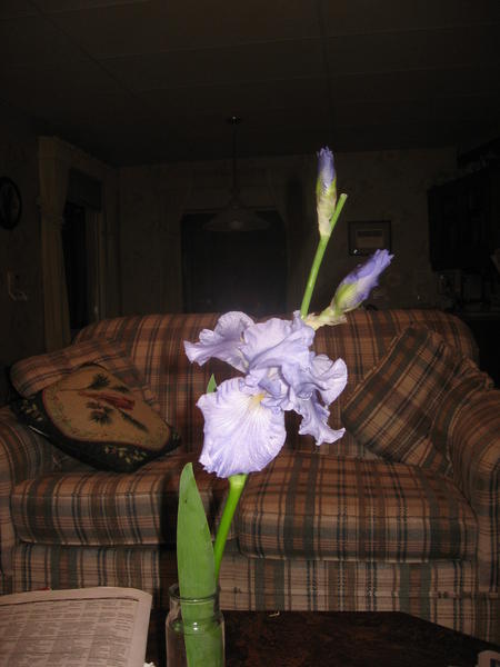 My mom's neighbor picked this pretty iris from her garden and gave it to my mom.