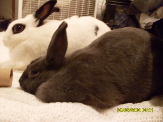 Buggs Bunny and Specs just passing the time and enjoying the breeze of the fan.