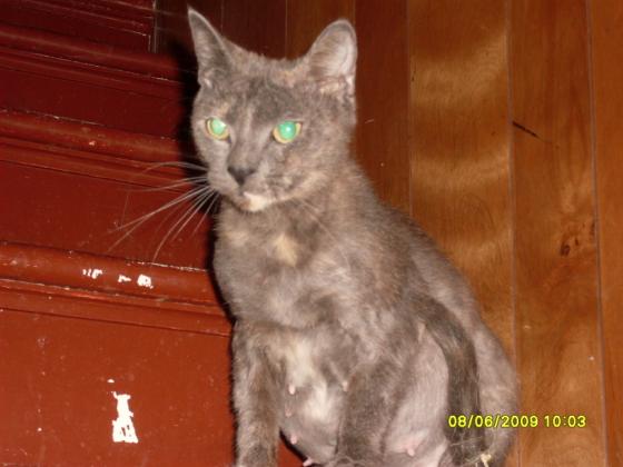 This is Gemini she's our oldest cat in the house she's 2 years old and she is the mother of Lilly, T.J., Peanut, and Oliva. Gemini is also the Gradmother of J.J. and s you can see in this piture she is pregnant again this time with her four litter which was not in our plans.