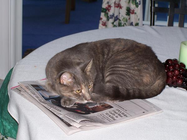 Well read kitty - the Washington Post, no less!