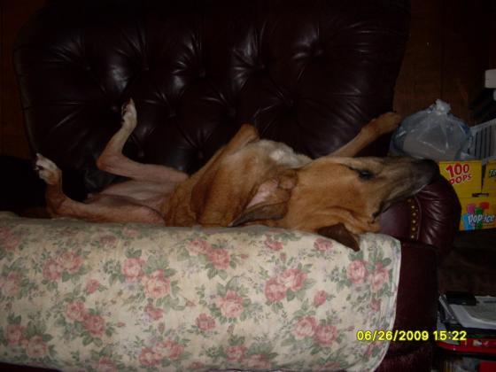 This is my Sadie baby just chillaxing on her favorite chair.