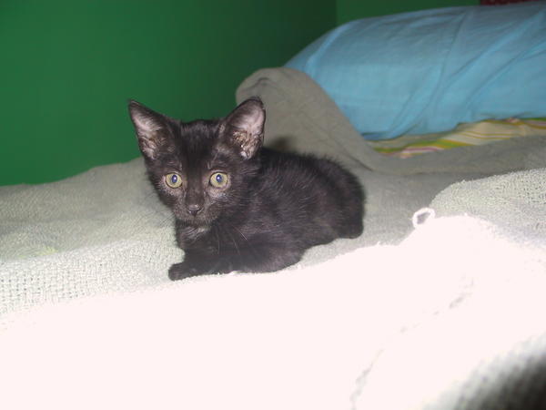 Miette, shortly after I adopted her.