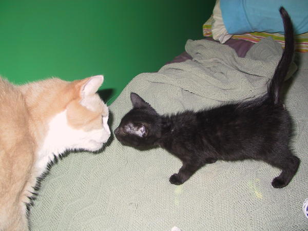 7/2/09.  C.B. and Miette still got along well together and sometimes groomed each other.  I'm glad she knew him before he passed.