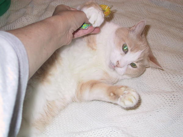 C.B. with my hand and a cat toy in 2009
