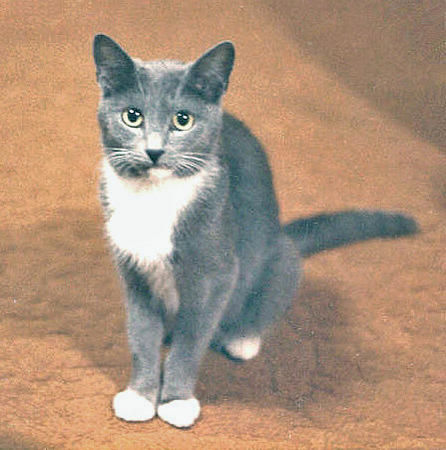 Rianne in 1984 - my absolute favorite picture of her.  Long story short, she came with my first apartment-of-my-own where this photo was taken.  She gave birth to a litter of 4 kittens on my kitchen floor, some of whom I had to deliver.  It was quite an experience for me, being a novice cat owner at the time.  (Or should I say, Rianne owned me?  We owned each other.)  I kept one kitten and gave away 3.  This photo was taken by my brother on the day that I, with Rianne & kittens in tow, moved to another apartment to live with a good friend/roommate.
Although I'll forever love all of my cats, Rianne will always occupy a separate, special place in my heart.