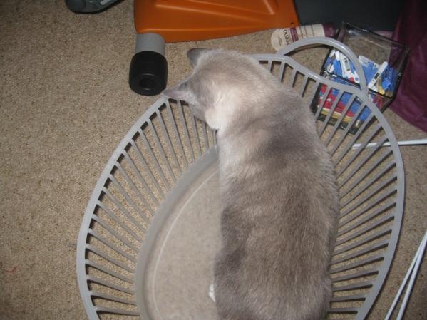 I still have this washing basket, and it's still popular with the kitties!