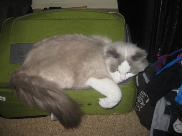 He loves that suitcase, he's scratched the hell out of it!