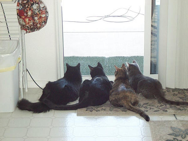 My 4 kitties all grown up!  Squeak is on the far right.