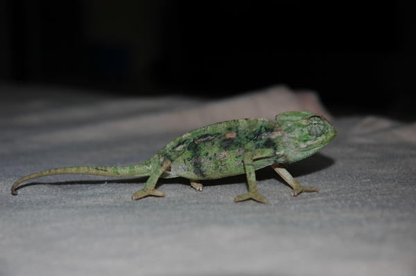 chameleon 013