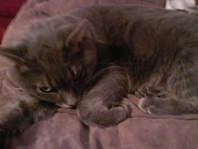 Smokey (The REAL mother of Taby and Princess)