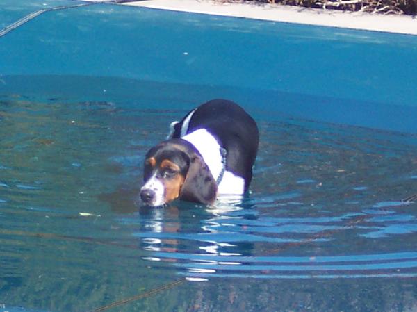 wading on the pool cover