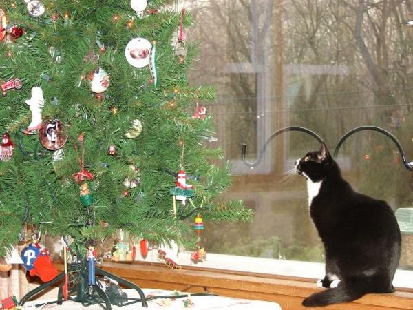 Kit gazes at the Christmas Tree 2009