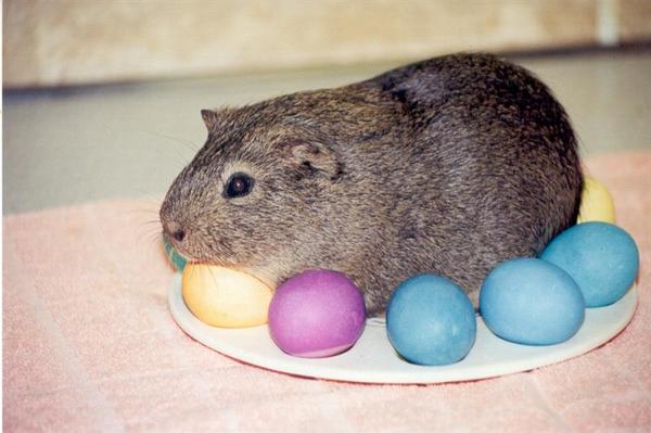 Sammy on the egg plate.  Every Easter we'd do an egg plate up with our colored eggs.  After Piggy came into the house I discovered that the plate is guinea pig sized!