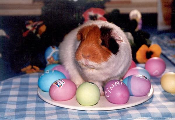 Cinnamon on the egg plate.  Every Easter we'd do up an egg plate with our colored eggs on it.  After Piggy came into the house I realized the plate was guinea pig sized. lol