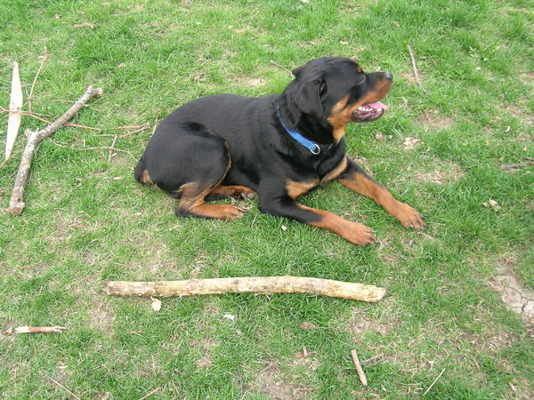 Loki with his stick collection