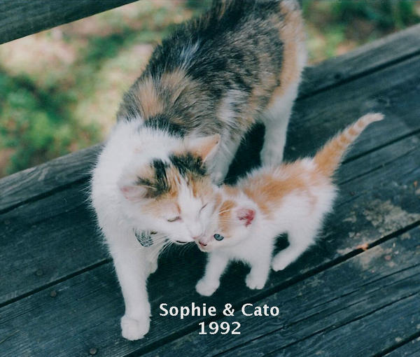 Sophie showed up at the house in the spring of 1992 with three still-blue-eyed kittens scampering behind her.  I found a home for the female kitten, but my (now late) husband and I ended up keeping Sophie and her two boys, Cato and C.B., and were VERY glad we did!